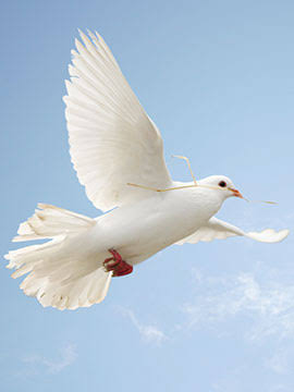 Domingos Esteves Obituary