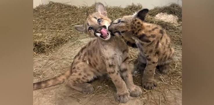 Wildwood Park & Zoo welcomes two cougar cubs